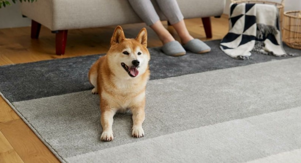 Washable Rug in Living Room