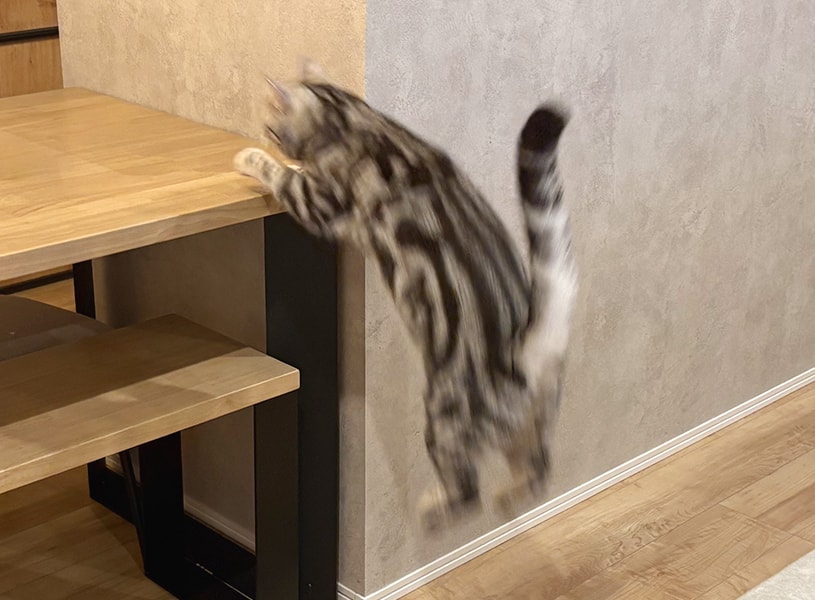 猫が大ジャンプをしている